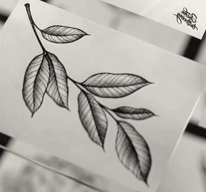 Loose veined leaves on a long stem, drawn on paper